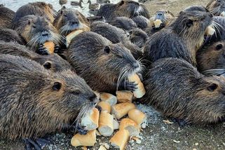 V Plzni nutrie střílejí, v Tojicích z nich mají turistickou atrakci - Novinky